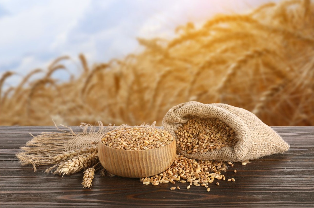 Bag and bowl of harvested grain with grain plants in background